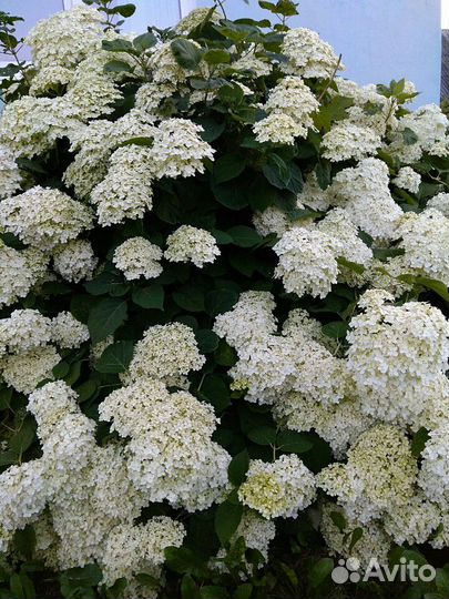 Гортензия Анабель