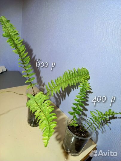 Папоротники нефролеписы