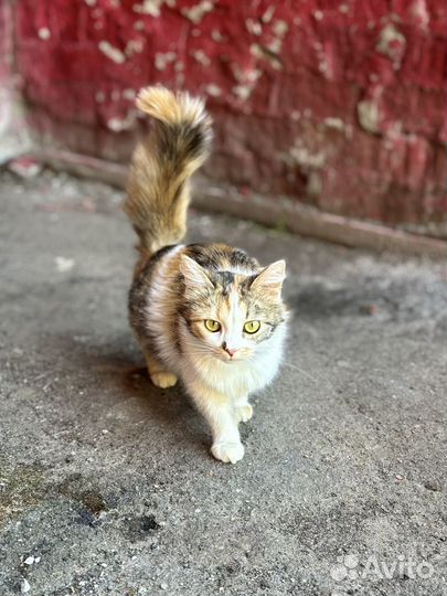 Кошка в добрые руки
