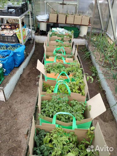 Рассада томатов, пряных, лекарств. растентий