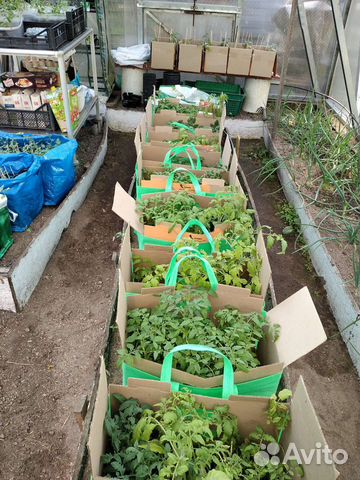 Рассада томатов, пряных, лекарств. растентий