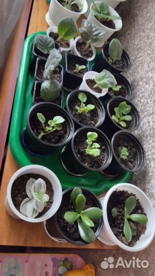 Комнатные цветы