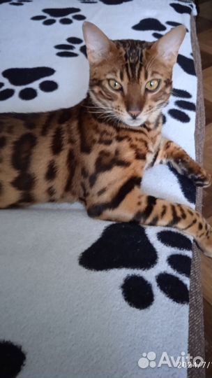 Бенгальский кот 9 месяцев