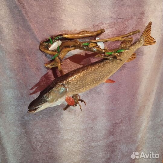 Чучело крупной щуки