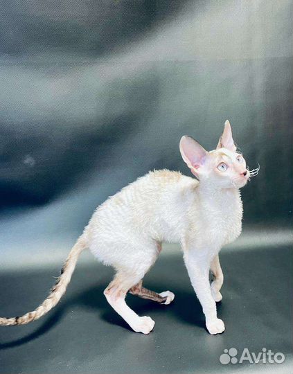 Корниш-рекс кошечка