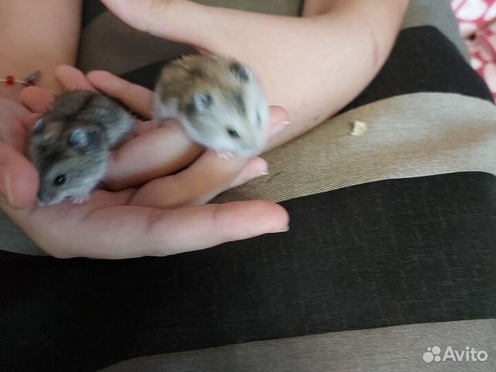 Джунгарский хомяк