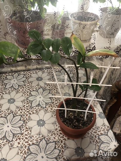 Комнатные растения цветы большие