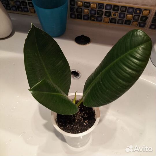 Фикус каучуконосный