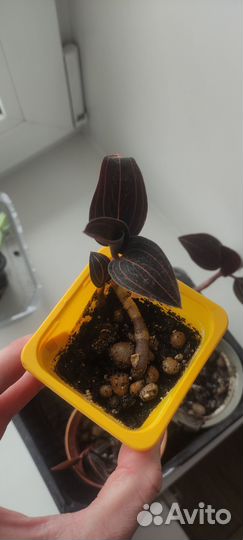 Орхидея лудизия