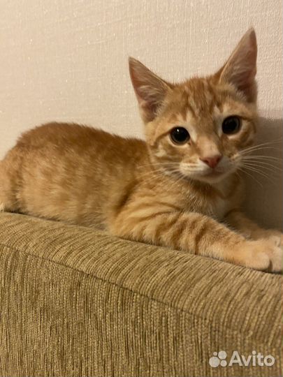 Рыжий котенок мальчик ищет добрые ручки