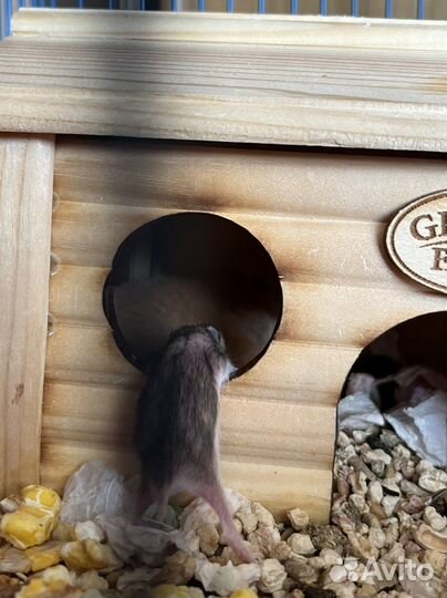 Сирийский хомяк