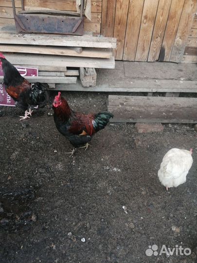 Молодые петухи