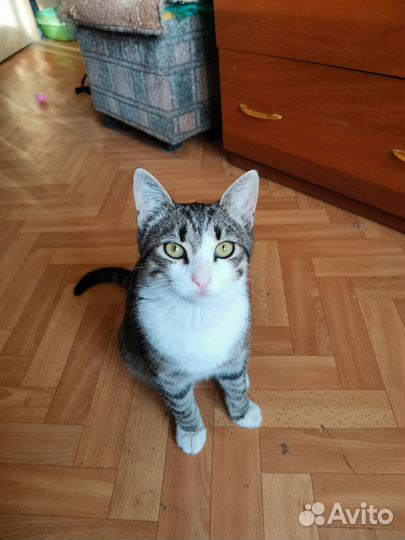 Котенок Барсик