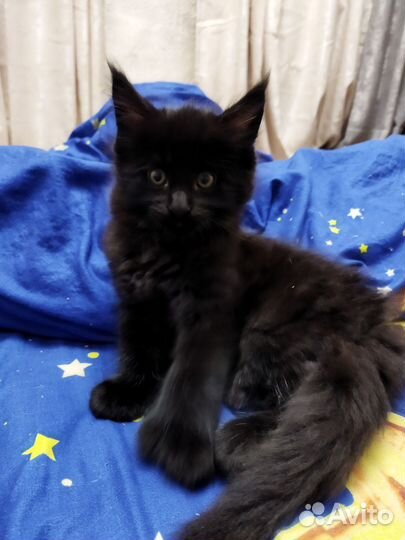 Котята мейкун полидакт