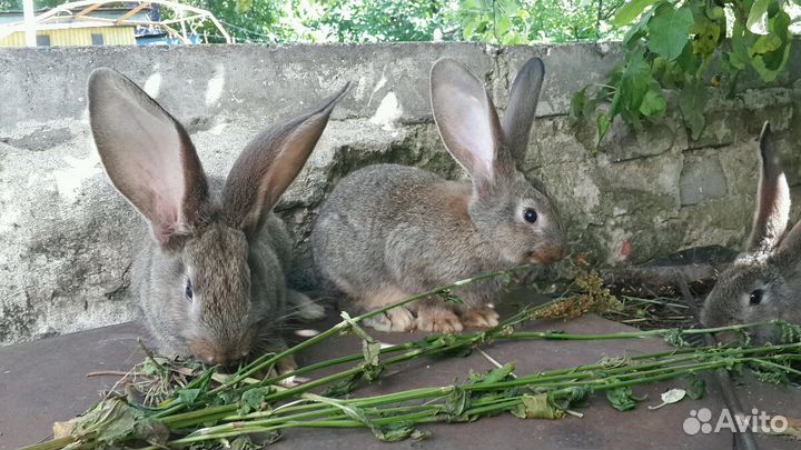 Самцы фландр на племя