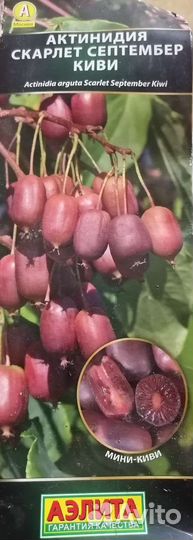 Саженцы актинидия 