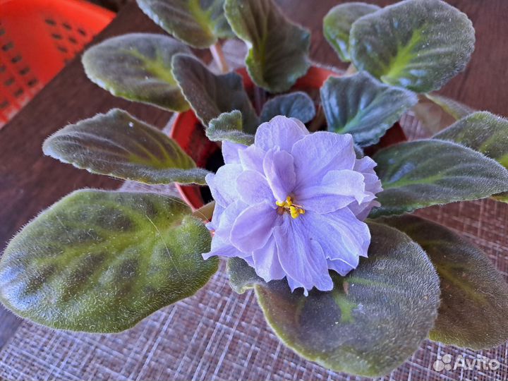 Фиалки цветущие в горшке,каланхоэ