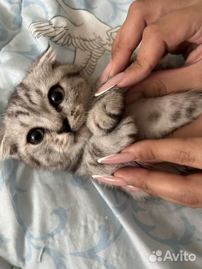 Отдам котенка в добрые руки
