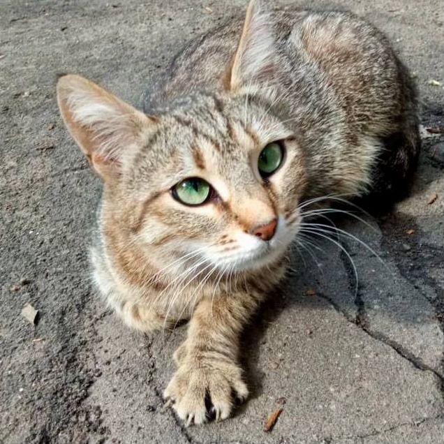 Взрослая, кошка в добрые руки