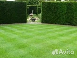 Газон мятликовый высокопрочный