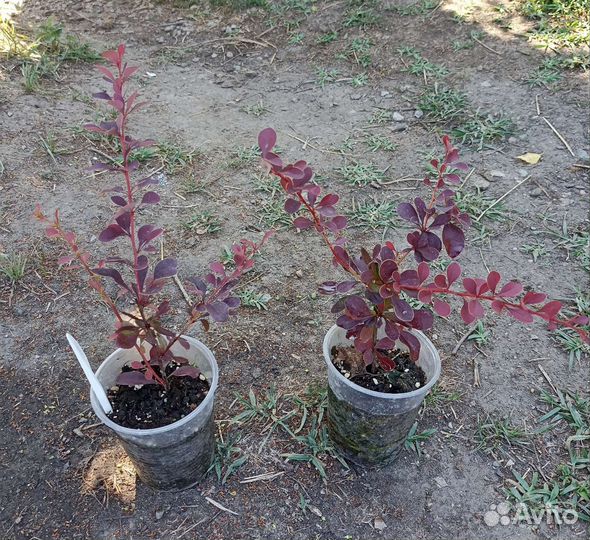 Барбарис Суперба