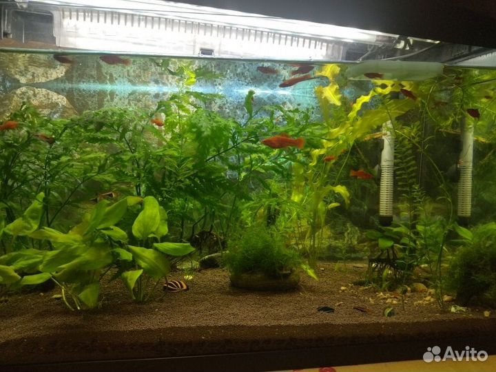 Аквариум с рыбками