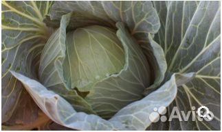 Семена Капусты 