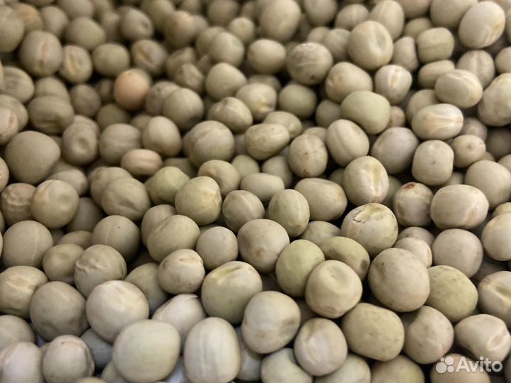 Горох мадрас семена