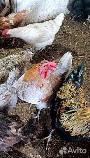 Молодые петухи