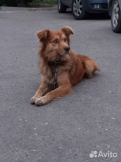 Собака в добрые руки