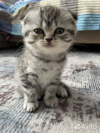 Шотландская