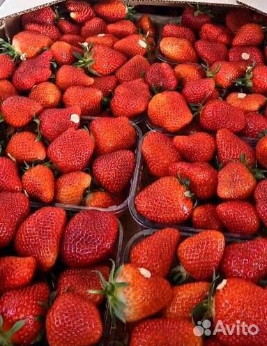 Клубника оптом
