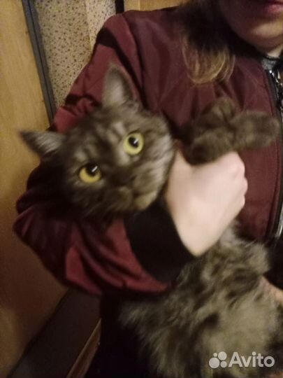 Найдена британская кошка