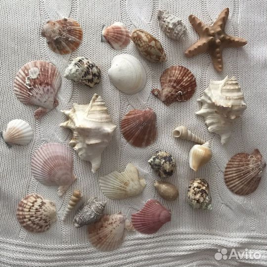 Морские камни ракушки декор