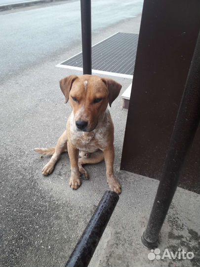 Собака в добрые руки