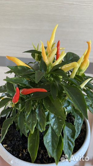 Перец острый сладкий женщинам мужчинам