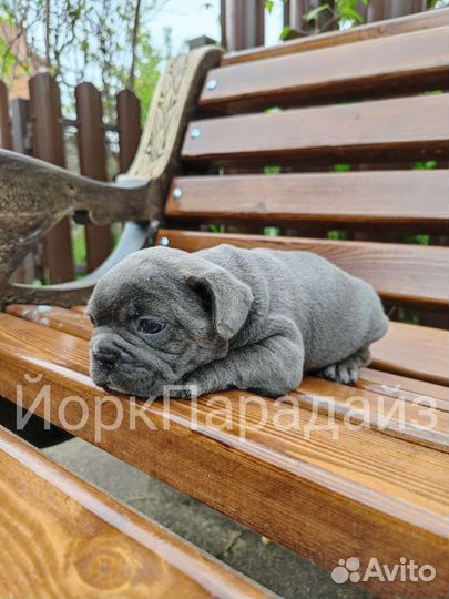 Голубой бульдог