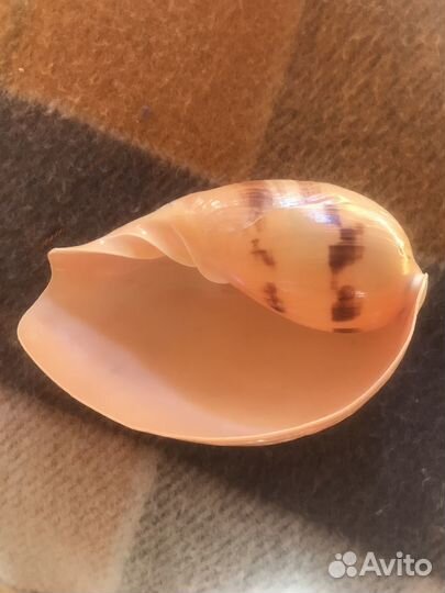 Сувенир Ракушка большая морская