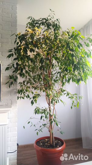 Фикус Бенджамина большой