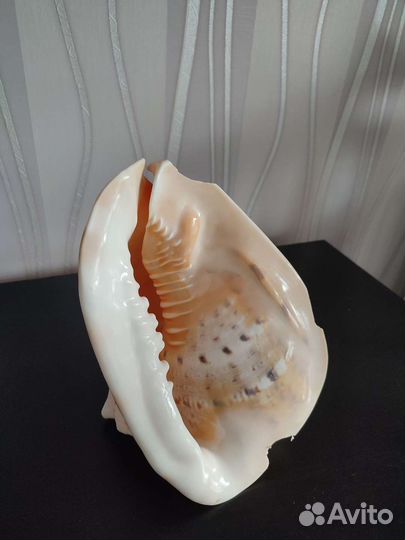 Ракушка для декора