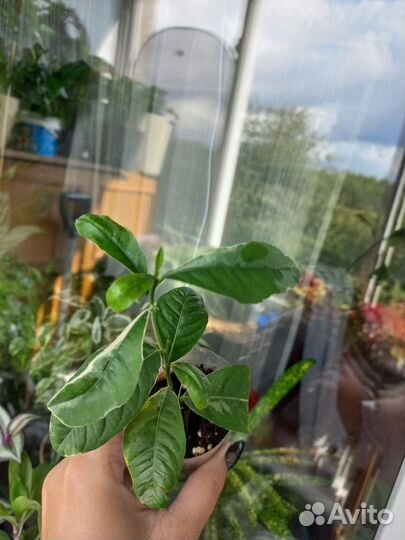 Лимон вариегатный, Лиметто Россо, Рангпур