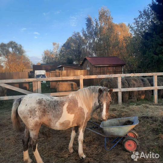 Навоз конский в мешках