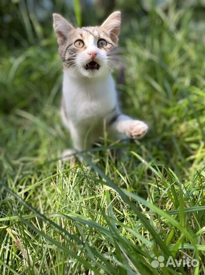 Котенок 3 мес