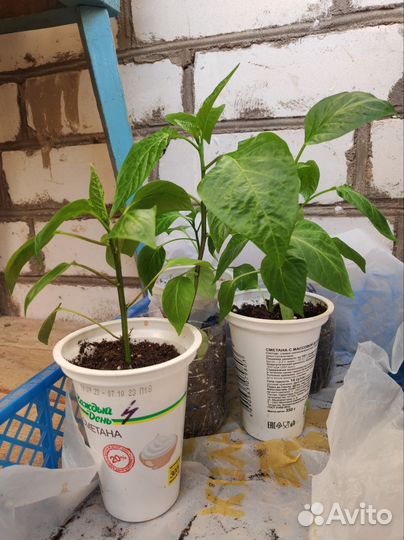 Рассада перцев