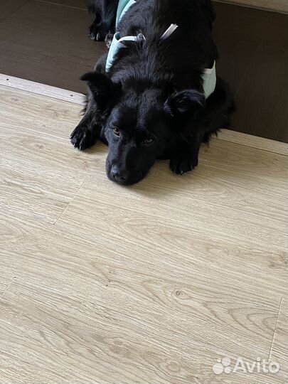 Собака в добрые руки