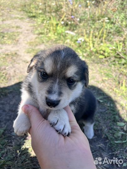 Самые милые щенки кутята собака