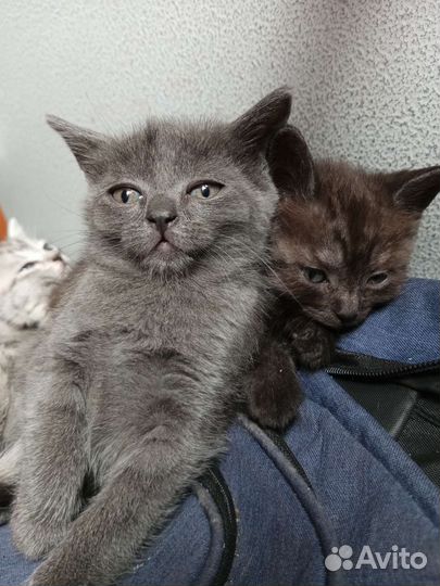 Кошки в добрые руки бесплатно