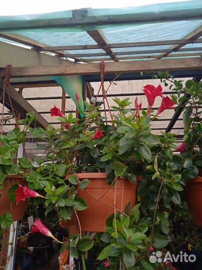 Диплодения