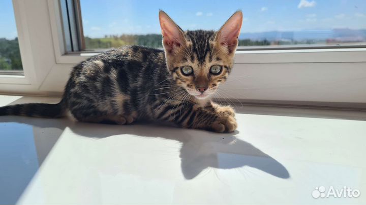 Бенгальская. Котята бенгалята. Маленькие леопарды