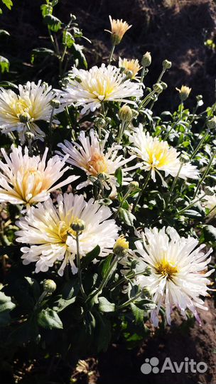 Хризантема шаровидная